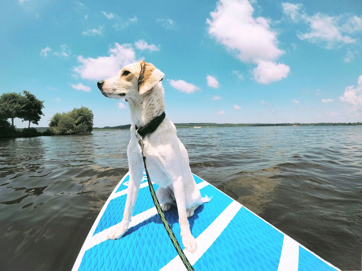 Berrak suda paddle board